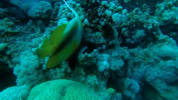 Masken-Bannerfisch in der Nähe von Korallen — Stockvideo