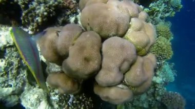 resif üzerinde meraklı Kızıldeniz junker