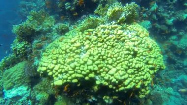Red Sea'deki/daki güzel mercan