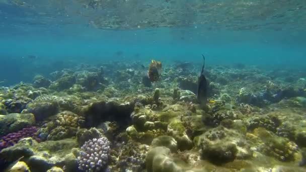 Red Sea junker dalam gerak lambat — Stok Video