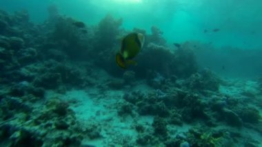 Yeşil Dev triggerfish yavaş hareket