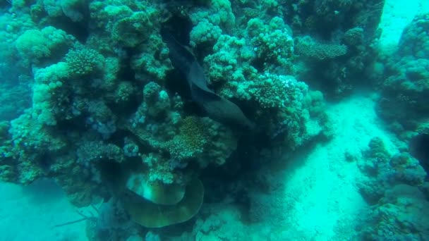 Moray gigante com coral perto — Vídeo de Stock