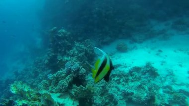 Kızıldeniz flama balık yüzer kapatın