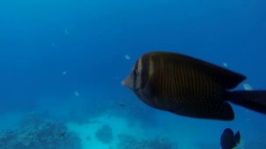 kahverengi surgeonfish ağır çekim