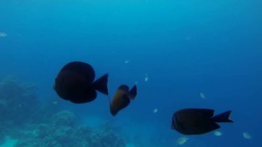 çok kahverengi surgeonfish balık