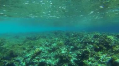 Güçlü dalgalar üzerinde mercan resif sualtı