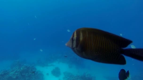 Hnědá surgeonfish Zpomalený pohyb — Stock video