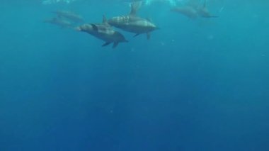 birçok yunuslar okyanusta yüzmek