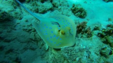 mavi benekli ray balık yavaş hareket ile