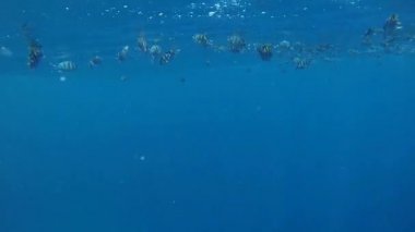 birçok Hint-Pasifik Çavuş