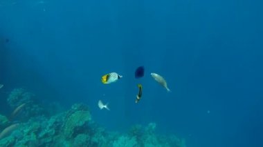 Balık ve mor denizanası