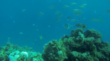 Denizde çeşitli balık