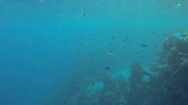 Beyaz benekli kirpi balığı balık hızlı yüzüyor