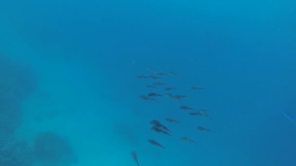 beaucoup de calmars de récif flottant 