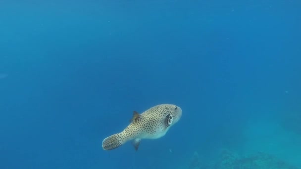 Weißfleckkugelfisch schwimmt schnell in Zeitlupe — Stockvideo