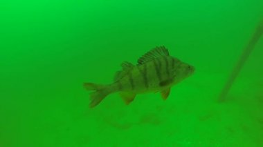 Levrek onun yüzgeçleri yönlendirir