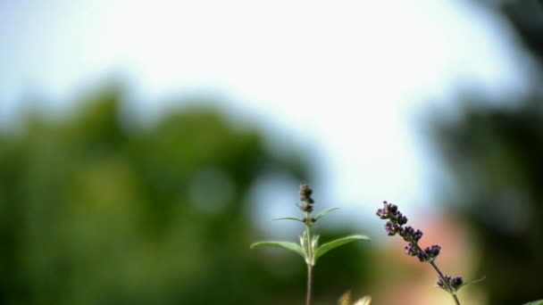 Large butterfly at lilac bush — Stock Video