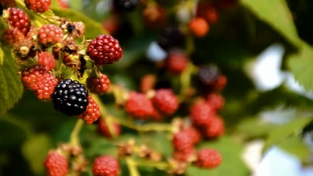 Blackberries in the summer with wind — Stock Video