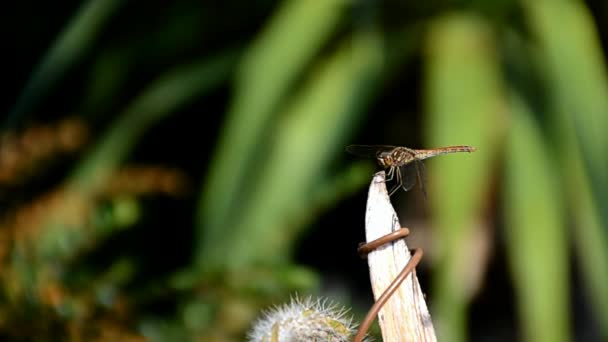 Dragonfly zitten en vliegen in de zomer — Stockvideo