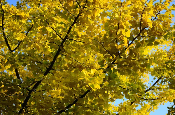 Hojas de color amarillo brillante en el árbol —  Fotos de Stock