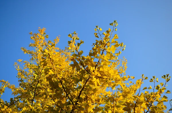 Jasne żółte listowie — Zdjęcie stockowe
