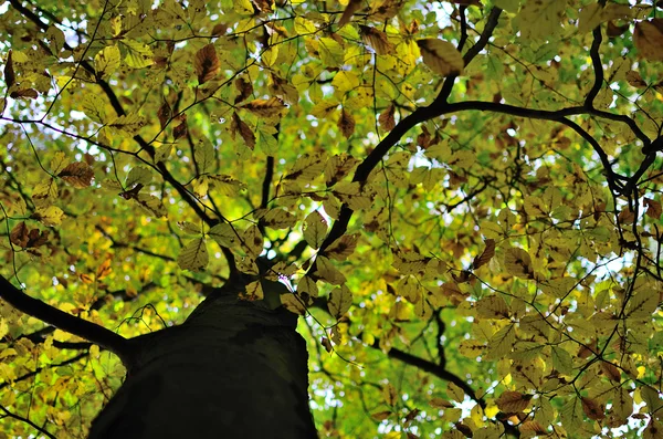 Hojas en el árbol en otoño — Foto de Stock