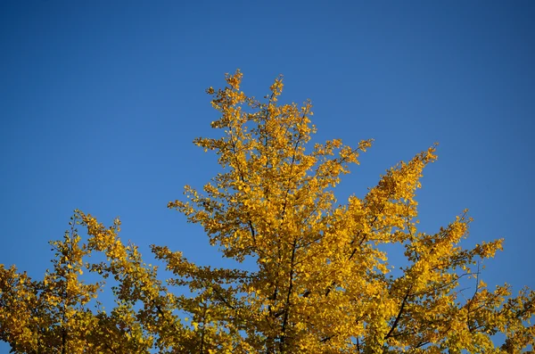 Żółte drzewo jesienią — Zdjęcie stockowe