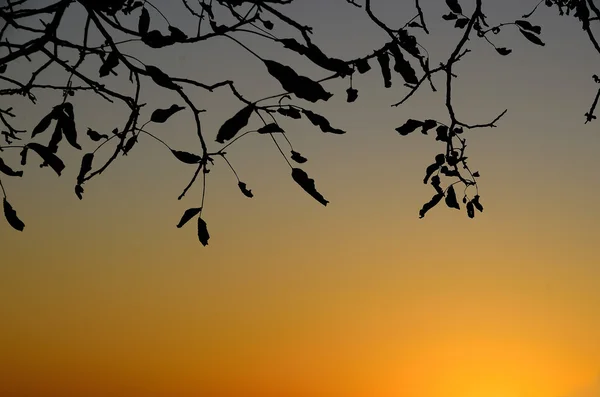 秋天的黄树 — 图库照片