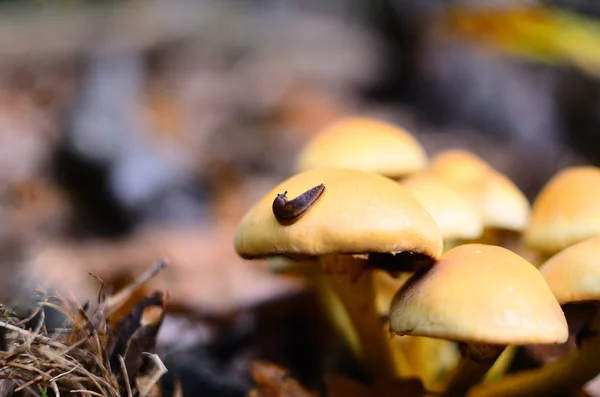 Pequeno caracol em cogumelos cor-de-laranja — Fotografia de Stock