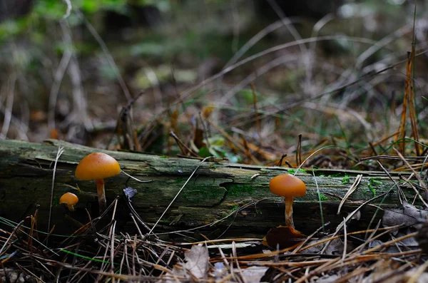 Dois cogumelos cor de laranja na floresta — Fotografia de Stock