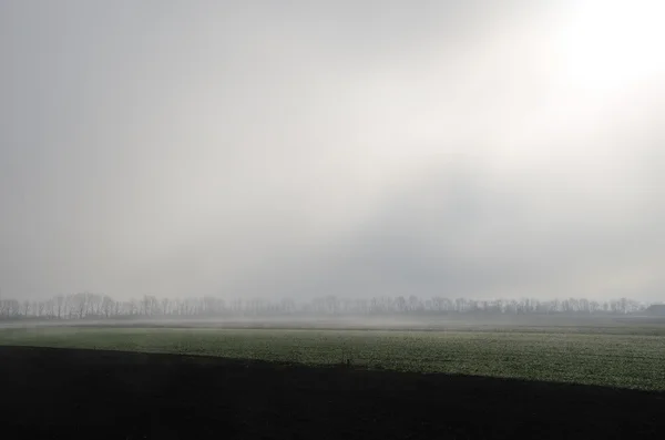 Felder und starker Nebel — Stockfoto