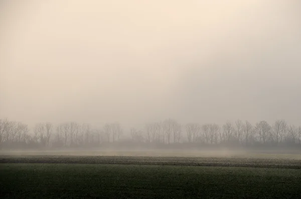 Brouillard et arbres au champ — Photo