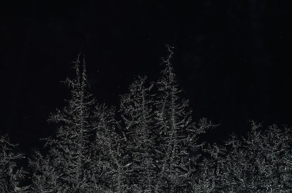 Cristais de gelo como a floresta à noite — Fotografia de Stock