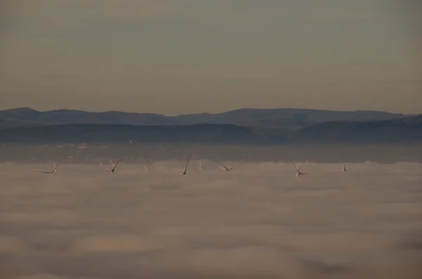 Muitas turbinas eólicas no nevoeiro — Fotografia de Stock