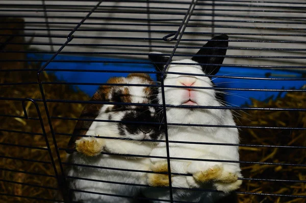 Two bunnies in cage — Stock Photo, Image