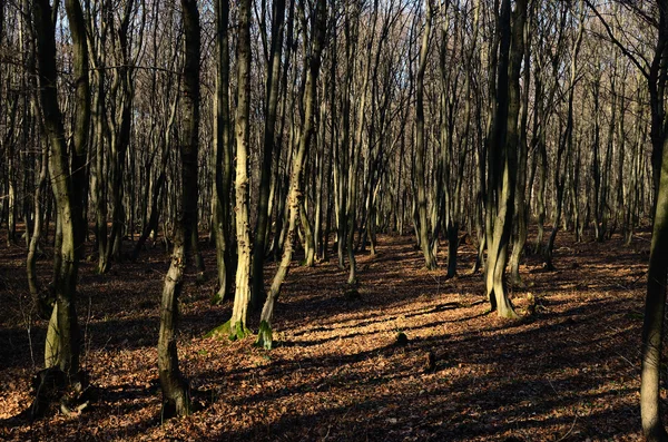 Mooi bos en bladeren in de winter — Stockfoto