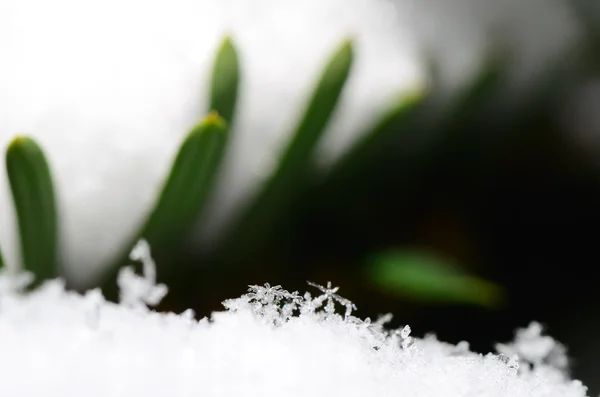 Cristalli di neve su un arbusto in inverno — Foto Stock