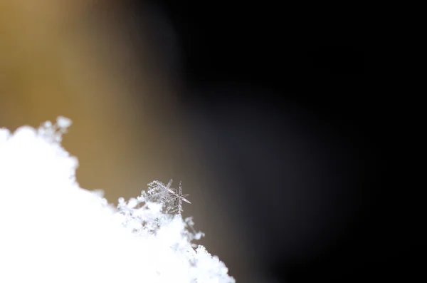 レースと雪の結晶 — ストック写真