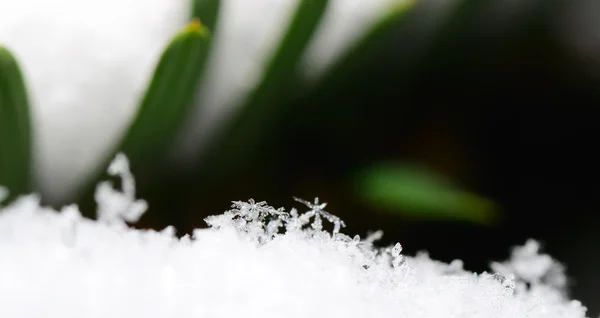 Cristales de nieve sobre arbusto en invierno Panorama —  Fotos de Stock