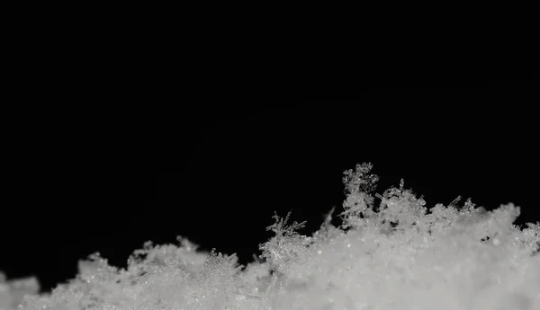 Criatura delicada na neve com preto — Fotografia de Stock