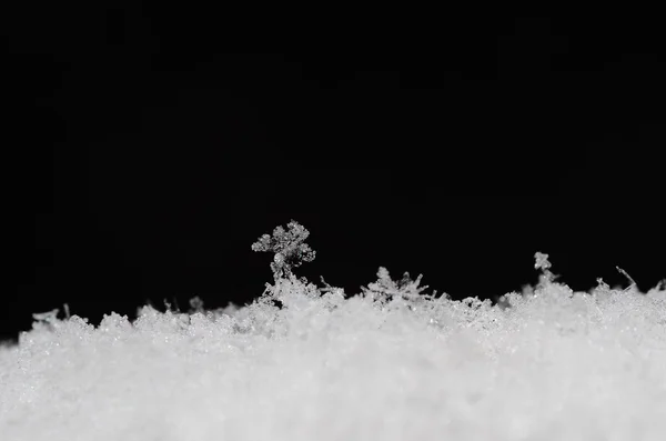 Siyah karda hassas yapıları — Stok fotoğraf