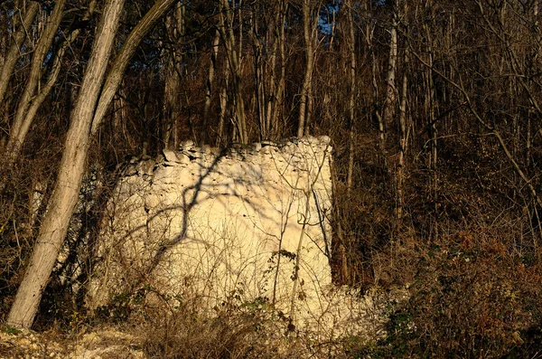 Oude witte muur in bos — Stockfoto