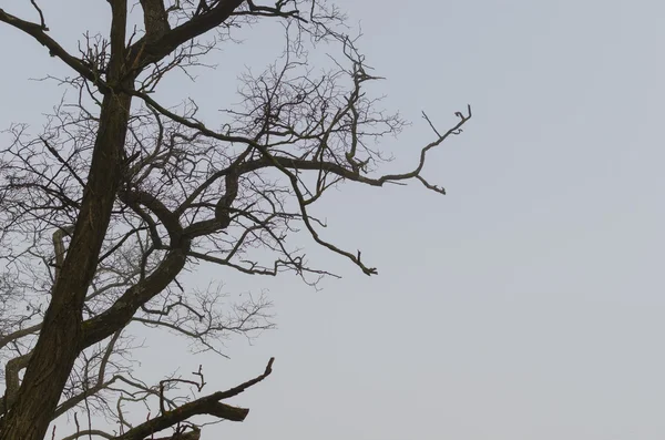 Árbol desnudo en invierno —  Fotos de Stock