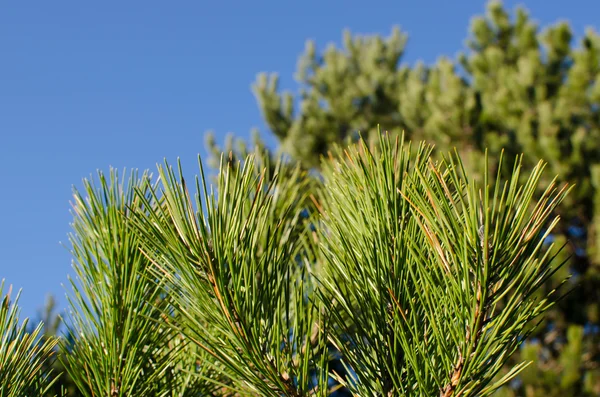 Çam ağacı üzerinde yeşil iğne — Stok fotoğraf