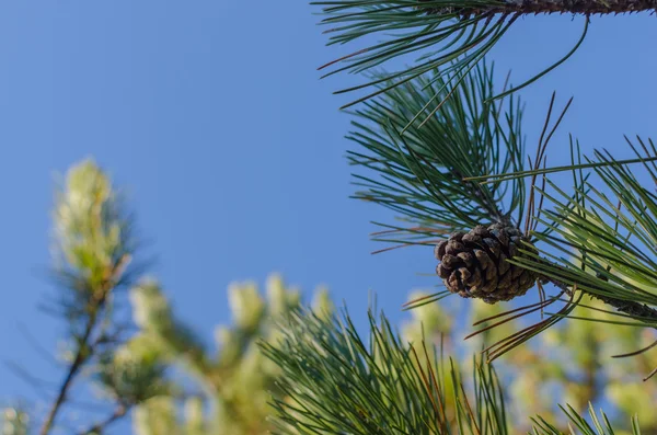 Pinecones çam ağacı üzerinde — Stok fotoğraf