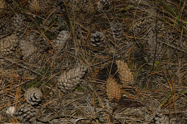 Pinecone no chão na floresta — Fotografia de Stock