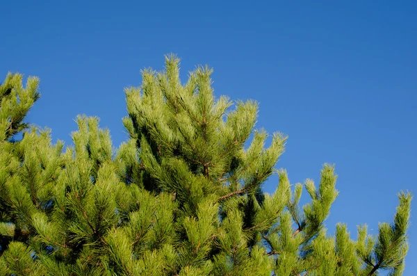 Çam ağaçları ve mavi gökyüzü — Stok fotoğraf