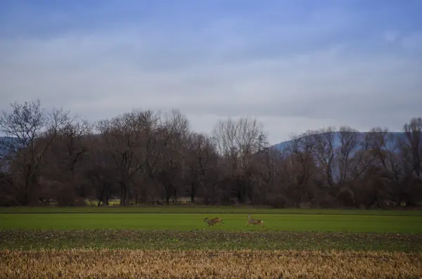 Два олені, що біжать на полі — стокове фото