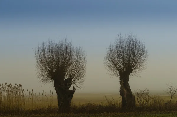 Iki söğüt ağacı — Stok fotoğraf