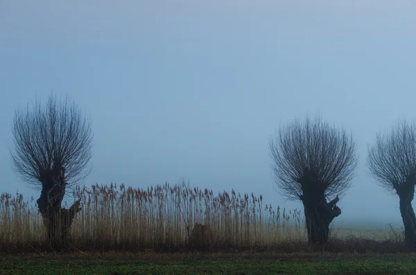 Willow fa és nád — Stock Fotó